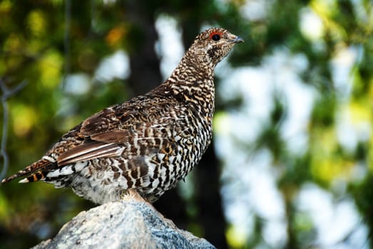 close up shoot of a sprouce grouse hen 
