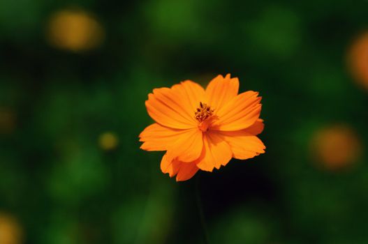 Fully bloomed cosmos flower on a sunny day