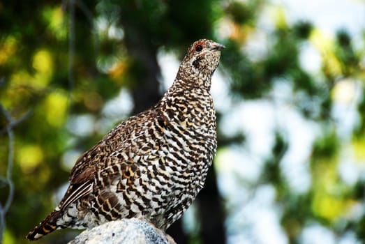 close up shoot of a sprouce grouse hen 