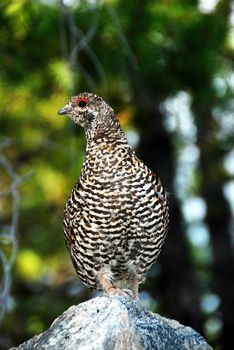 close up shoot of a sprouce grouse hen 