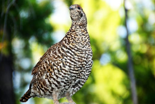 close up shoot of a sprouce grouse hen 