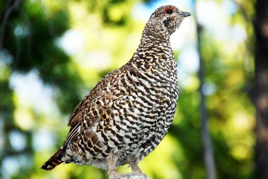 close up shoot of a sprouce grouse hen 