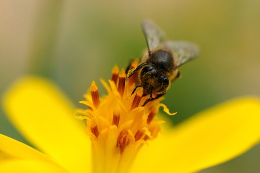 A bee pollinating a fresh yellow flower