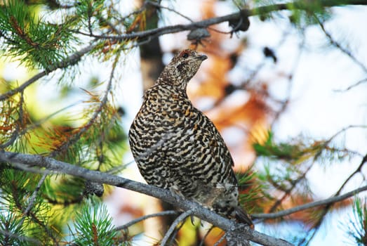 close up shoot of a sprouce grouse hen 