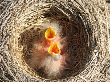 hungry young robins are waiting for food