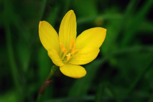 A beautiful yellow rain lily against a green background