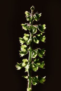 A holy plant beautifully backlit by the sun