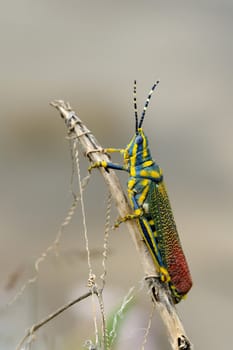 a painted grass hopper perching on a branch