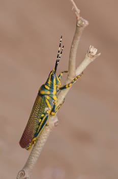 A beautiful painted grasshopper perching on a leaf