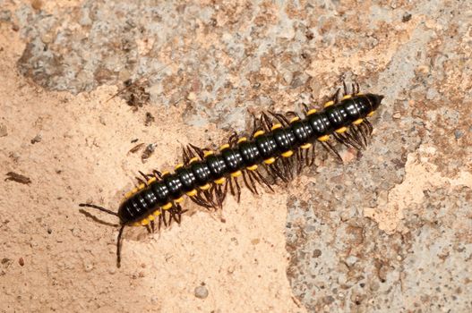 A black caterpillar on a rouch concrete wall