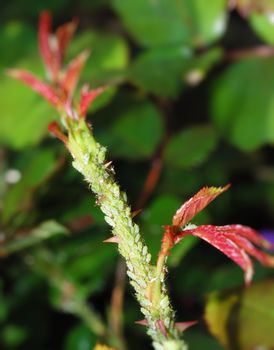 Masses of green aphids on rose stem.