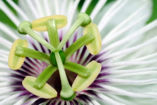 Extreme closeup of the beautiful passion flower