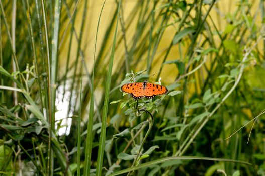A beautiful orange butterfly perching at a local park
