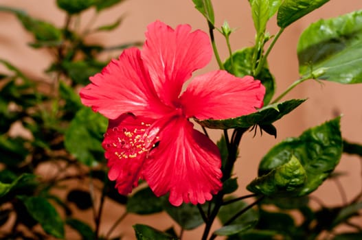 A freshly bloomed Hibiscus on an overcast day