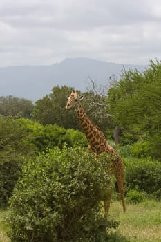 african giraffe