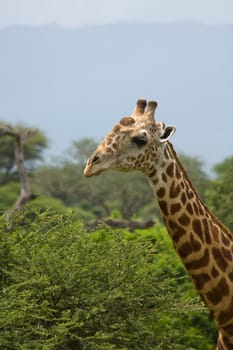 african giraffe