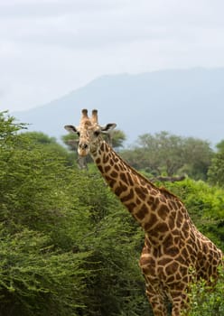 african giraffe