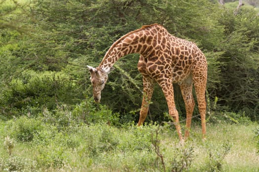 african giraffe