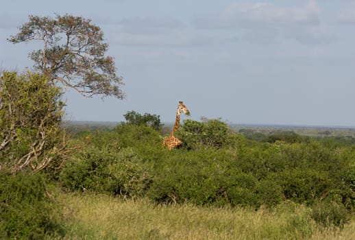 african giraffe