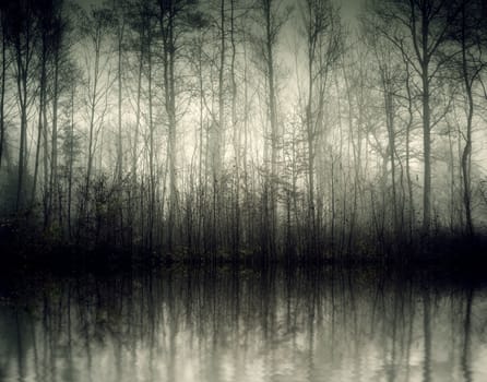 An image of a beautiful forest with fog in bavaria germany