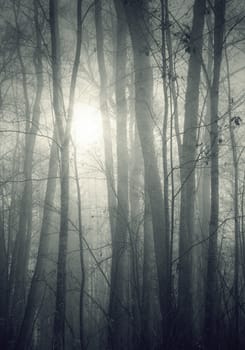 An image of a beautiful forest with fog in bavaria germany