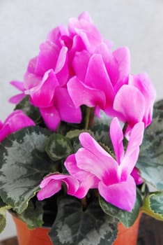 natural blooming pink cyclamen in flowerpot over gray