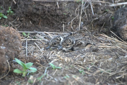 young lapwing