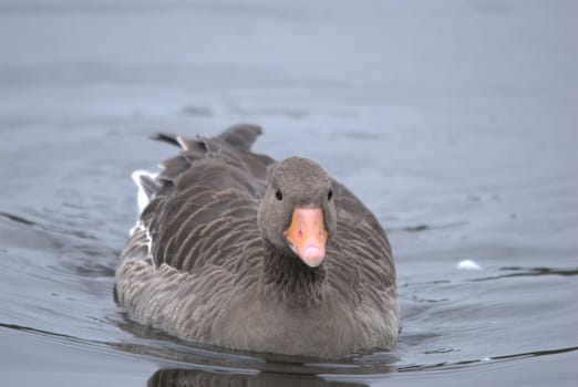 gray goose