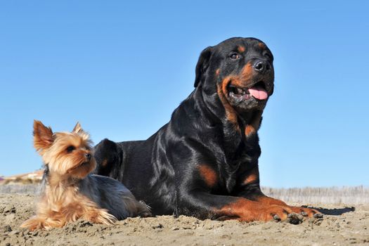 portrait of a purebred rottweiler and a yorkshire terrier on the beach