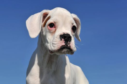 purebred white puppy  boxer in front of a blue sky