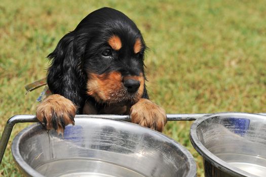 portrait of a puppy purebred english cocker drinking in a bowl