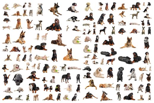 composite picture with purebred  dogs in a white background