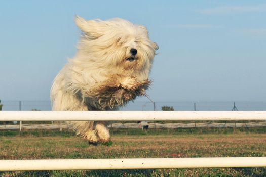 jumping purebred maltese dog in a training of agility