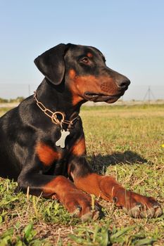 purebred black doberman laid down in a field