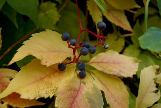 The nature in Autumn