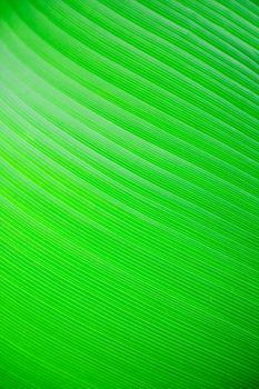 A very large tropical leaf texture background