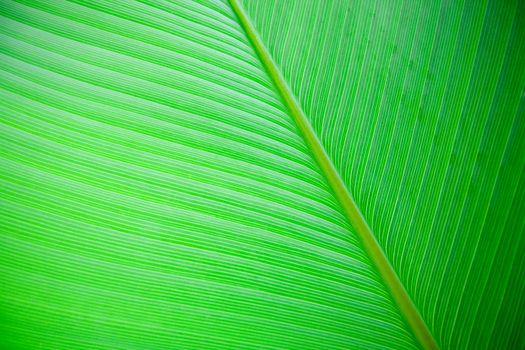 A very large tropical leaf texture background