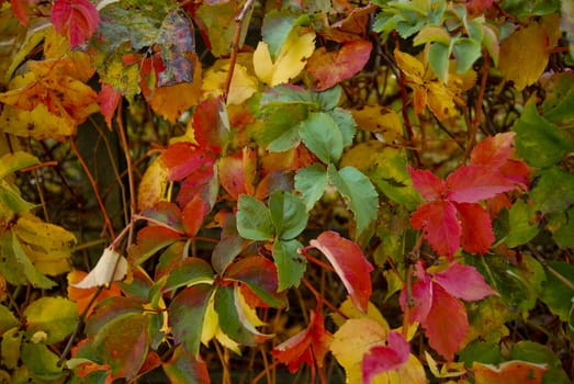 The nature in Autumn