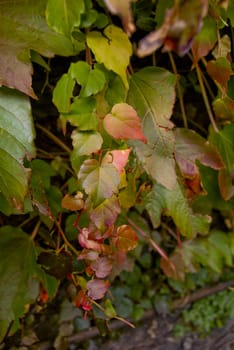 The nature in Autumn