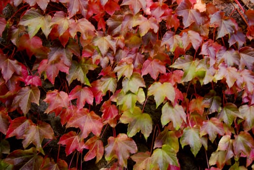 The nature in Autumn