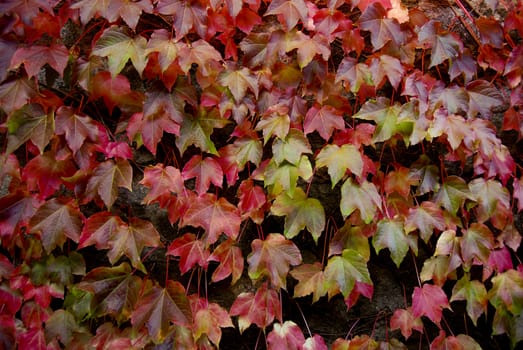 The nature in Autumn