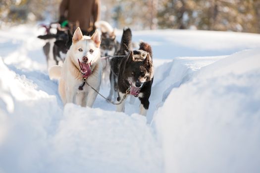 A group of sled dogs running fast