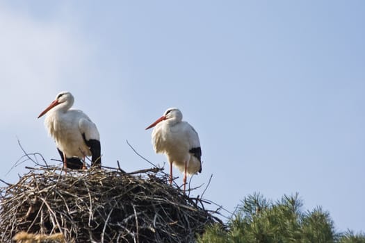 Two European white storks on nest in spring