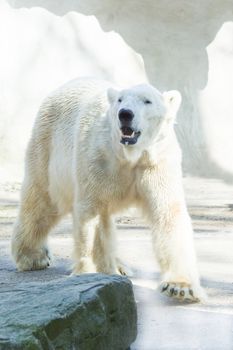 Polar bear walking in the morning sun