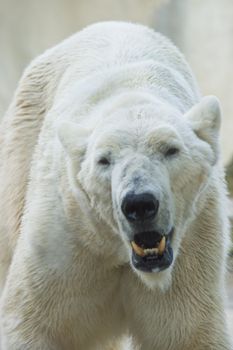 Polar bear walking and making lot of noise