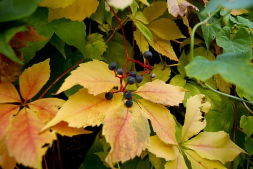 The nature in Autumn