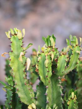 Cactus plant, with faded background