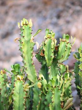 Cactus, blurred background