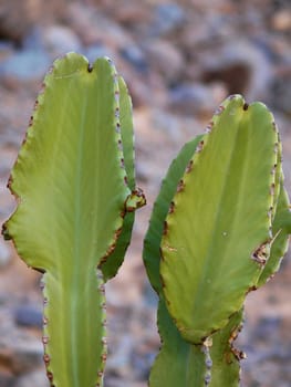 Cactus, close-up, blurred background