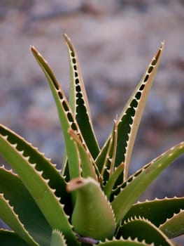 Aloe vera cactus